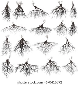 Set of tree roots with germinate limb.  vector Illustration.