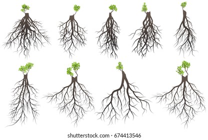 Set of tree roots with germinate limb.  vector Illustration.