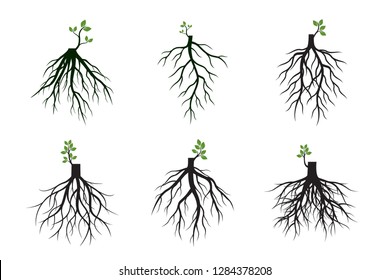 Set of Tree Roots and germinate limbs. Roots of plants. Outline Illustration.