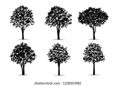 Set of tree silhouettes isolated on white background for landscape design and architectural compositions with backgrounds. Vector illustration.