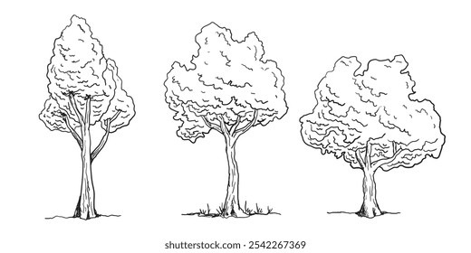 Set of Tree sketch hand drawn outline style. vector illustration. 