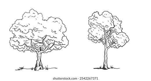 Set of Tree sketch hand drawn outline style. vector illustration. 