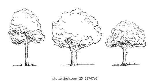 Conjunto de bosquejo de árbol dibujado a mano estilo de contorno. Ilustración vectorial. 