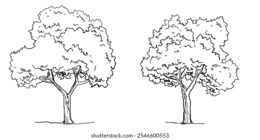 Set of Tree sketch hand drawn outline style. vector illustration. 