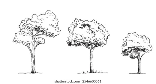 Set of Tree sketch hand drawn outline style. vector illustration. 