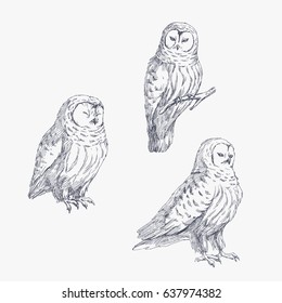 Set Tree Small Sketches Owls Vector Stock Vector (Royalty Free ...