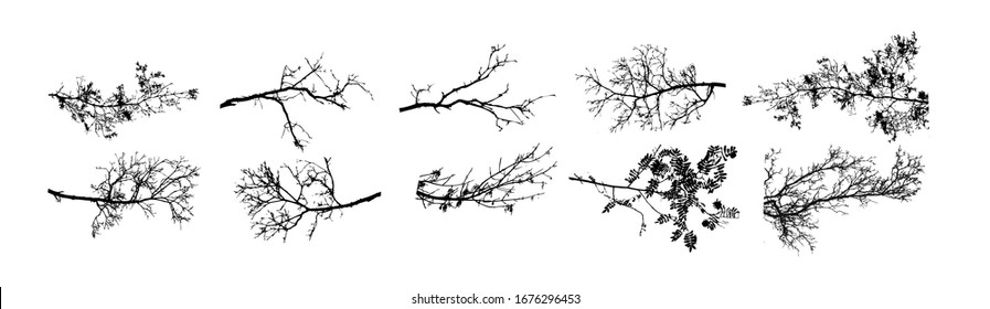 A set of tree sprigs. Vector illustration