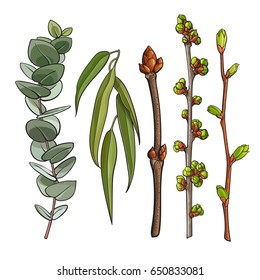 Set of tree twigs with leaf bud ready to burst, willow and eucalyptus branches, sketch vector illustration isolated on white background. Hand drawn spring season tree twigs eucalyptus willow branches