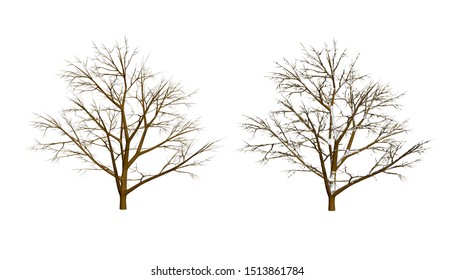 Set with a tree without leaves. Brown tree with snow on the branches. 3D. Vector illustration.