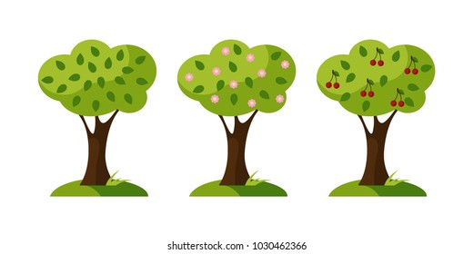 A set of trees, a flat design, stages of ripening cherry fruit. Vector illustration. EPS10
