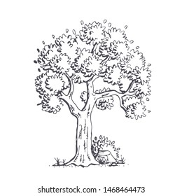 Set of trees with foliage. Vector graphics isolated on white background.