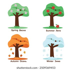 Set of trees with four seasons. Autumn, Winter, Spring, Summer. Vector illustration of trees in different seasons, educational resource. Study of seasons in English and Russian