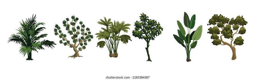 Set of trees isolated on white background. Tree Illustrations