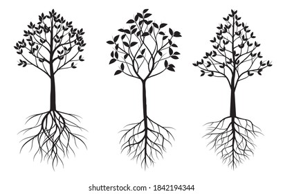 A Set of Trees with Leaves and Roots. Vector outline Illustration. Plant in Garden.