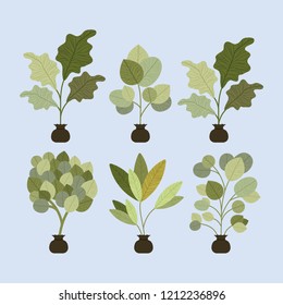 set trees plants cultivated in sacks