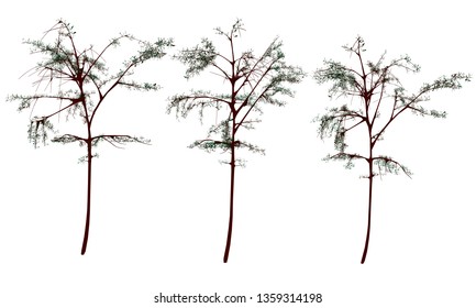 Set with trees. Realistic trees isolated on white background. Vector illustration.