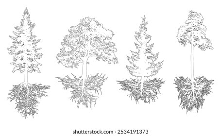 Conjunto de árvores com raízes, contorno. Pinho, abetos, carvalho com enraizamento. Ilustração vetorial.