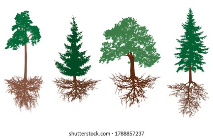 Set of trees with roots. Pine, spruces, oak with rootage. Vector illustration.