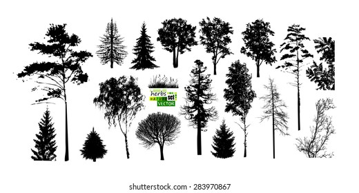 樹木 大木 のイラスト素材 画像 ベクター画像 Shutterstock