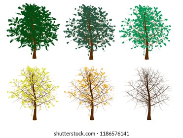 Set with trees from summer to winter. Autumn trees with yellowed leaves. The sequence of falling leaves is trees. Vector illustration.