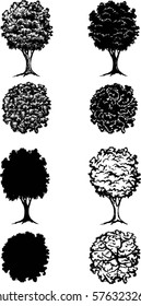 set trees in two projections, elements of landscape design, computer drawing,  vector, silhouette, linear, illustration