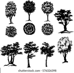 set trees in two projections, elements of landscape design, computer drawing,  vector, silhouette, linear, illustration