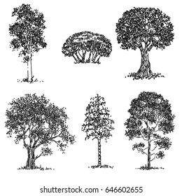 The set of trees Vector illustration, sketch.