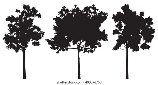 Set of trees vector silhouette,  black shadow plant flat icon,  grey symbol forest isolated design, gray jungle botany shape outline,  wild icon cartoon tattoo.