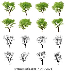 Set of trees with and without foliage, in summer and winter, isolated on white background.
