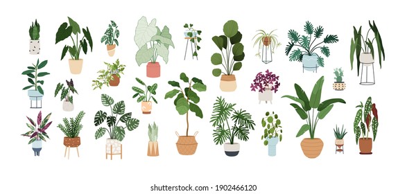 Set of trendy potted plants for home. Different indoor houseplants isolated on white background. Alocasia, begonia, fan palm, monstera, ficus, strelitzia and oxalis. Colored flat vector illustration - Shutterstock ID 1902466120