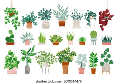 Set of trendy potted plants for home. Different indoor houseplants isolated on white background