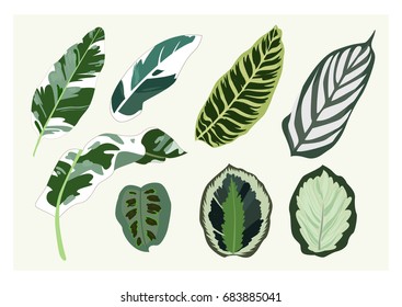 Set of trendy summer exotic jungle green tropical palm leaves. Vector botanical illustrations, isolated