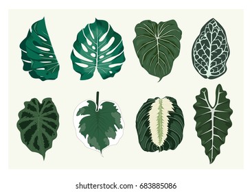 Set of trendy summer exotic jungle green tropical palm leaves. Vector botanical illustrations, isolated