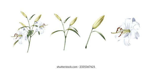 Set of troical leaves watercolor vector. Tropical jungle collection of flower and leaves.