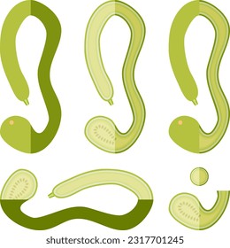 Set of Tromboncino Squash or trombetta squash. Zucchino or zucchetta rampicante. Summer squash. Cucurbita pepo. Fruits and vegetables. Flat style. Vector illustration isolated on white background.