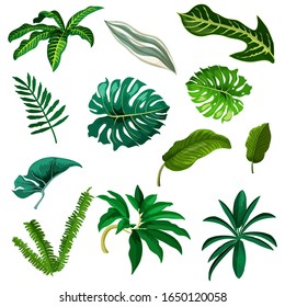 Set of tropic and exotic leaf. Watercolor tree branch of palm, coconut and banana. Green leaves elements of fern and monstera. Jungle plants foliage isolated. Twig and stem, summer or tropical flora