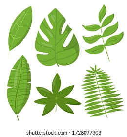 Set of tropic leaves vector elements isolated one white