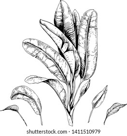 Set of tropical banana leaves. Black and white vector. Hand drawn illustration.