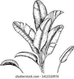 Set of tropical banana leaves and branches. Black and white vector. Hand drawn illustration.