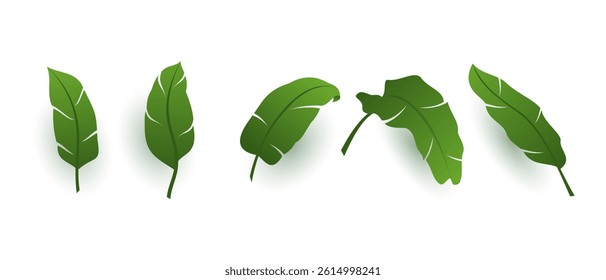 Set of tropical banana leaves vector isolated on white background. Simple flat vector