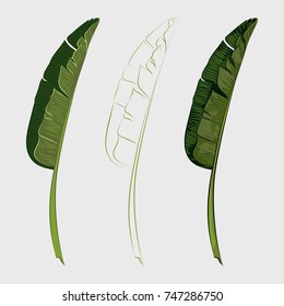 Set of tropical banana palm leaves. Vector illustration