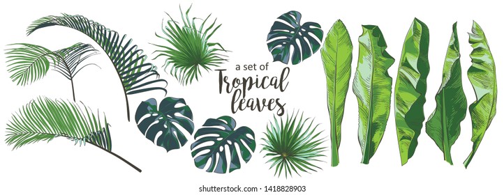 Set Tropical Bananas Palm Trees Monstera Stock Vector Royalty Free 1418828903 Shutterstock