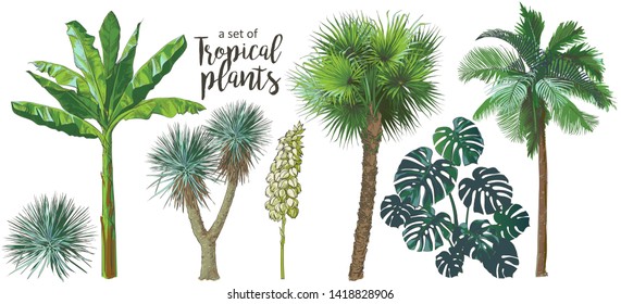 A set of Tropical bananas palm trees, monstera, yucca, leaf, fruits foliage collection. Vector watercolor realistic illustration. Vintage design