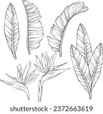 Set of tropical bird of paradise flowers and leaves of Strelitzia Reginae sketch. Hand drawn vector illustration.