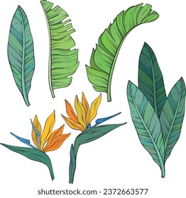 Set of tropical bird of paradise flowers and leaves of Strelitzia Reginae. Hand drawn vector illustration.