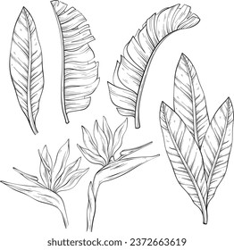 Set of tropical bird of paradise flowers and leaves of Strelitzia Reginae sketch. Hand drawn vector illustration.