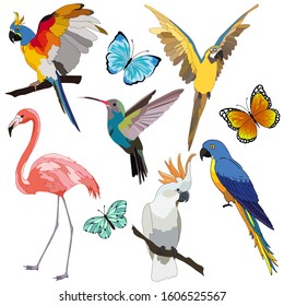 set of tropical birds and butterflies, isolate on a white background, bird for clothing design, bright parrots