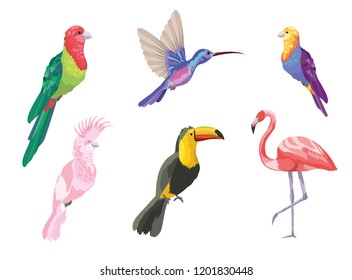 Flamingo Parrots Hummingbird Isolated Vector Birds Stock Vector ...