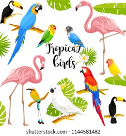 Set of tropical birds on white background vector illustration