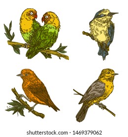 Set of tropical birds sitting on branch. Color. Engraving style. Vector illustration.